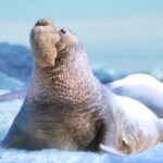 The Seal Elephant MOD APKs 1.1.6 (Unlimited Money)